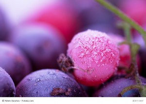 Macro view of frozen berries: blackcurrant, redcurrant, blueberry